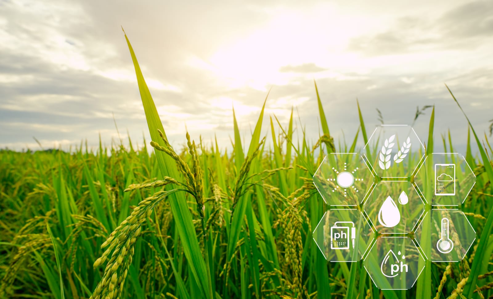 Diploma in Agriculture Science 